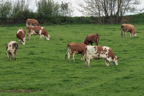 Cattle eight animals standing on pasture in green grass eating different seeing
