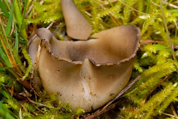 Black and white ribbed cup lobelia cup-shaped brown fruiting body in green grass with moss