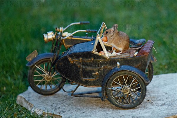 Wood mouse holding nut in hands on motorbike standing on stone slab in green grass looking left