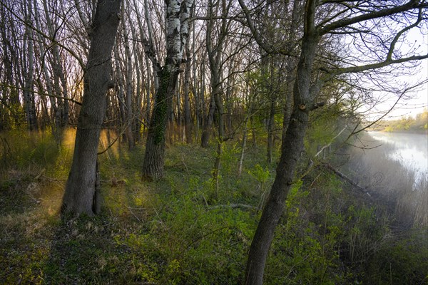 Morning atmosphere, sun, fog, forest, trees, water, Lower Austria