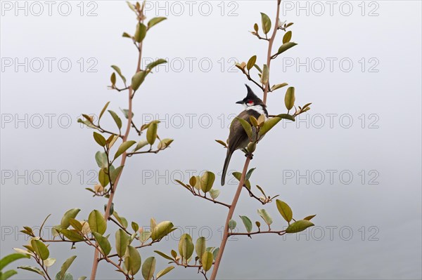 Red-vented Bulbul (Pycnonotus cafer) or Sooty Bulbul in Eravikulam National Park, Kannan Devan Hills, Munnar, Kerala, India, Asia
