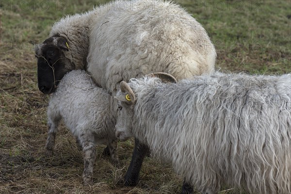 Moorschnucken (Ovis aries) with lamb on the pasture, Mecklenburg-Vorpommern, Germany, Europe