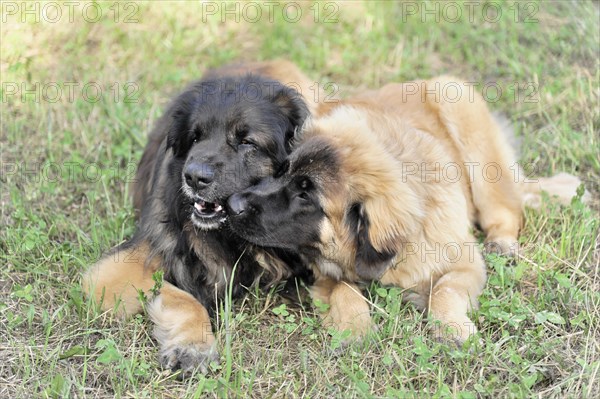 Leonberger dogs, Two Leonberger dogs show playful affection to each other on grass, Leonberger dog, Schwaebisch Gmuend, Baden-Wuerttemberg, Germany, Europe