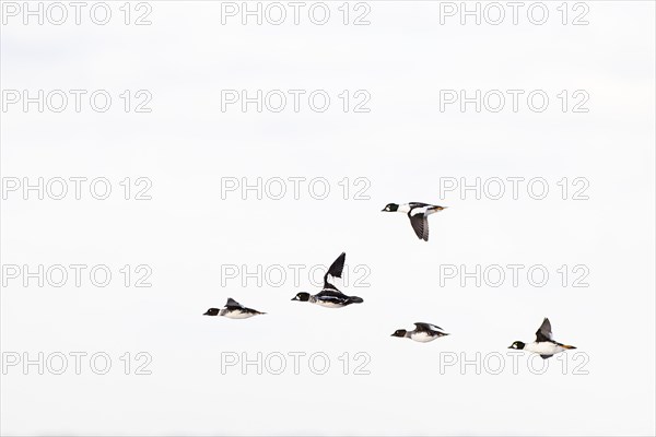 Common goldeneye (Bucephala clangula), small flock in flight, Laanemaa, Estonia, Europe