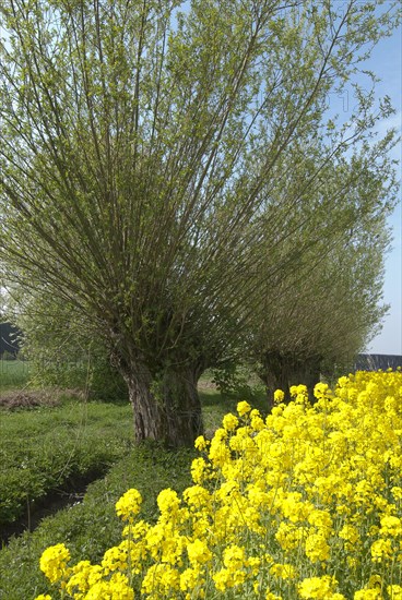 Pollarded willows (Salix) with rape blossom, North Rhine-Westphalia, Germany, Europe