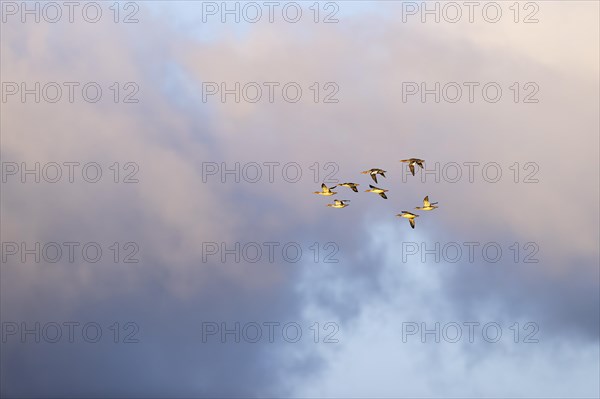 Red-breasted Merganser (Mergus serrator), small flock in flight, Laanemaa, Estonia, Europe