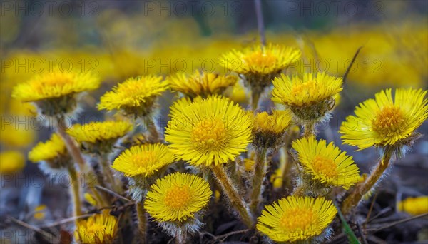 Yellow flowers highlighted against a blurred background, medicinal plant coltsfoot, Tussilago farfara, KI generated, AI generated