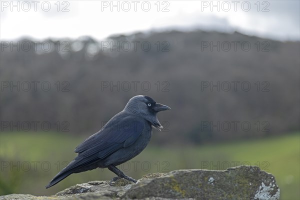 Western jackdaw (Corvus monedula), town wall, Conwy, Wales, Great Britain