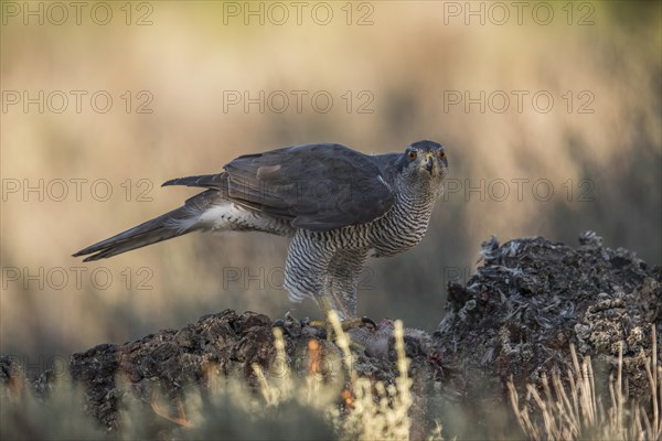 Northern goshawk (Accipiter gentilis) male, Extremadura, Castilla La Mancha, Spain, Europe