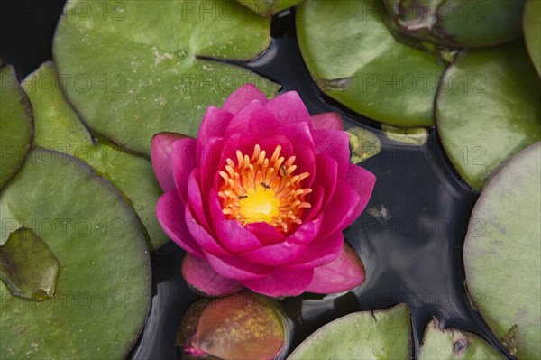Close-up of pink and yellow Nymphaea, Waterlily flower with ants and green lily pads floating on pond surface in summer, Quebec, Canada, North America