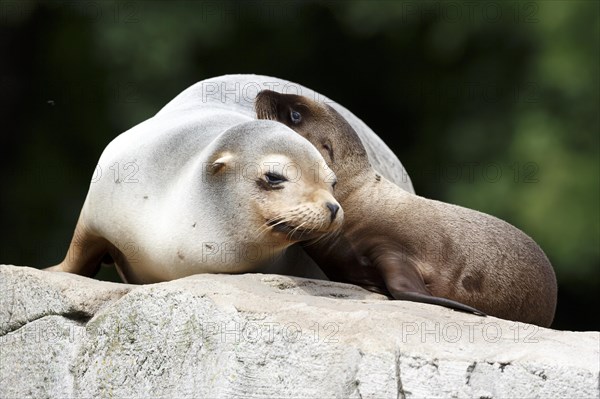 California sea lion (Zalophus californianus), An adult sea lion and a juvenile showing love and bonding while cuddling on a rock