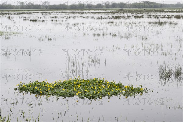 Marsh marigolds (Caltha palustris) in a wet meadow, Lower Saxony, Germany, Europe