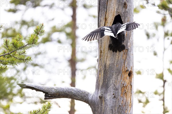 Common goldeneye (Bucephala clangula), female bird hatching in the breeding cavity, Ovre Pasvik National Park, Sor-Varanger, Finnmark, Norway, Europe