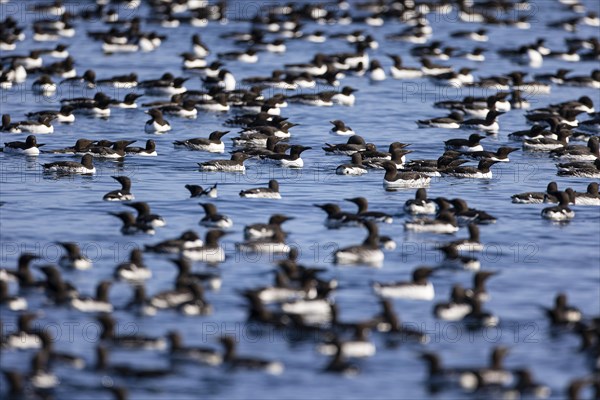 Common guillemot (Uria aalge), large congregation of birds swimming on the water, Hornoya Island, Vardo, Varanger, Finnmark, Norway, Europe