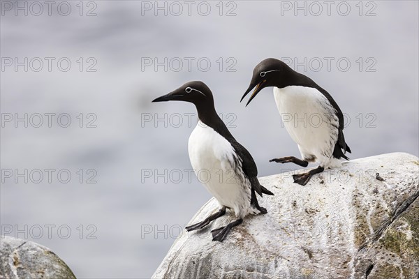 Common guillemot (Uria aalge), two adult birds on rock, Hornoya Island, Vardo, Varanger, Finnmark, Norway, Europe