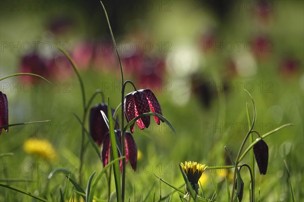 Enchanting chequerboard flowers, April, Germany, Europe