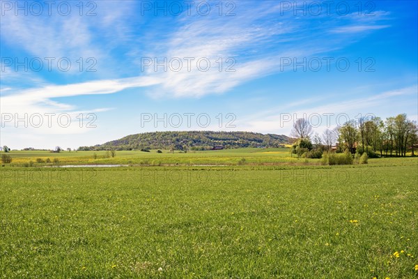 Grass meadow with flowering dandelion (Taraxacum officinale) with a view at a table mountain in a Unesco Geopark, Alleberg, Falkoeping, Sweden, Europe