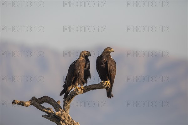 Iberian Eagle, Spanish Imperial Eagle (Aquila adalberti), Extremadura, Castilla La Mancha, Spain, Europe