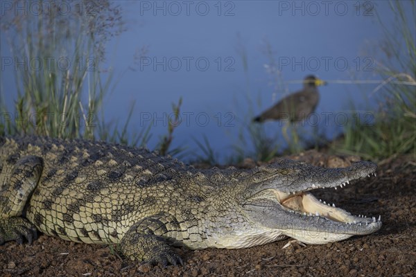 Nile crocodile (Crocodylus niloticus) Mziki Private Game Reserve, North West Province, South Africa, Africa