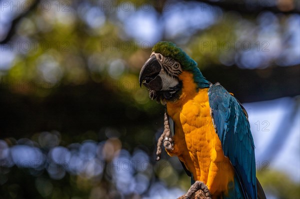 Portrait of a parrot. Beautiful shot of the animals in the forest on Guadeloupe, Caribbean, French Antilles