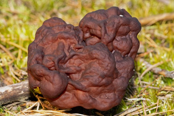 Spring lobelia maroon brain-like fruiting body in green moss