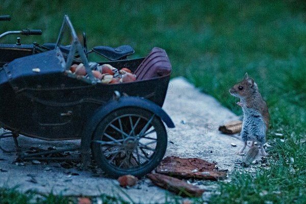 Wood mouse standing next to motorbike on stone slab in green grass looking left