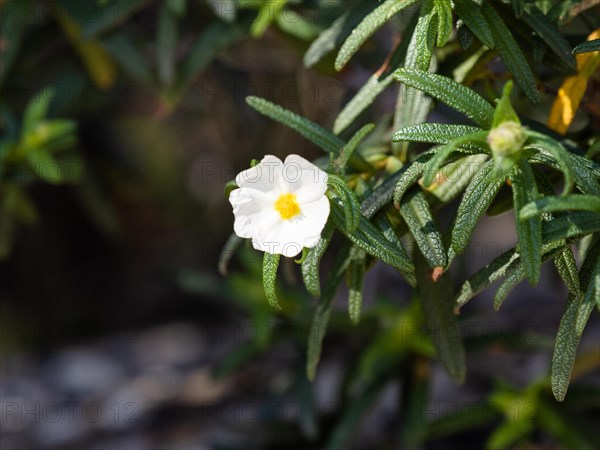 Sage-leaved rockrose (Cistus salviifolius), flower, near Olbia, Sardinia, Italy, Europe