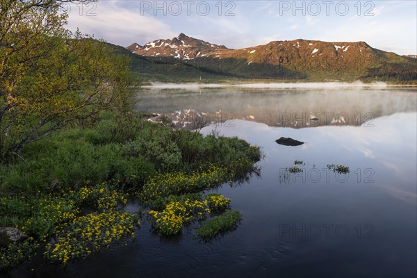 Landscape in the Lofoten Islands. Lake Lilandsvatnet with mountains in the background. Yellow blooming marsh marigolds (Caltha palustris) in the foreground. A light morning mist forms over the water. At night at the time of the midnight sun in good weather, blue sky. Golden hour. Reflection. Early summer. Vestvagoya, Lofoten, Norway, Europe