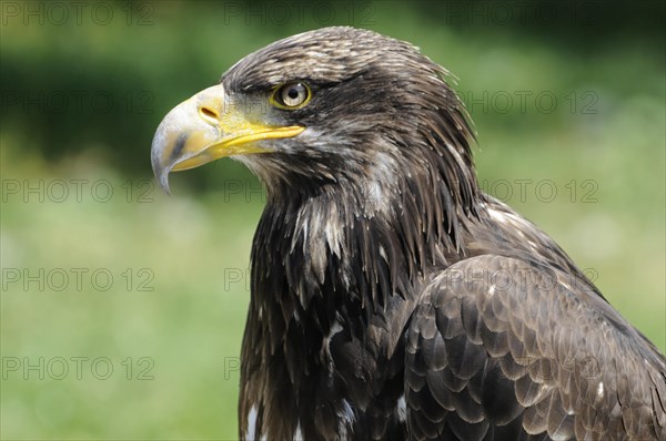 Bald eagle (Haliaeetus Leucocephalus), Fuerstenfeld Monastery, close-up of an eagle with sharply focussed gaze and yellow beak, (captive) Fuerstenfeld Monastery, Fuerstenfeldbruck, Bavaria, Germany, Europe