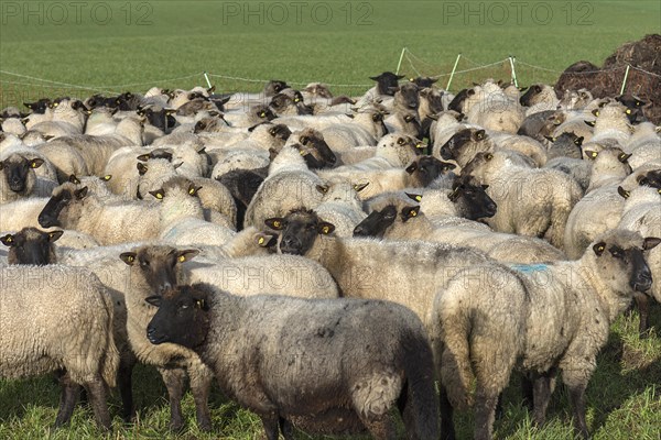 Black-headed domestic sheep (Ovis gmelini aries) waiting in the pen for the new pasture, Mecklenburg-Vorpommern, Germany, Europe