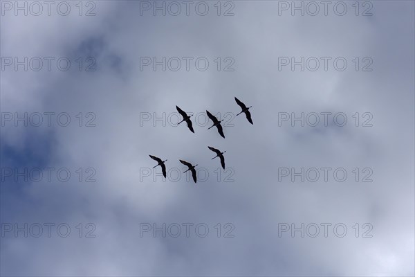 Cranes (Grus grus) in the cloudy sky, Mecklenburg-Western Pomerania, Germany, Europe