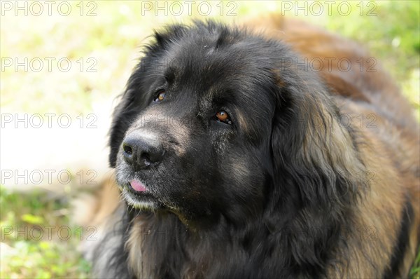 Leonberger dog, dog looking forwards with slightly outstretched tongue and attentive look, Leonberger dog, Schwaebisch Gmuend, Baden-Wuerttemberg, Germany, Europe