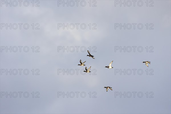 Tufted Duck (Aythya fuligula), small flock in flight, Laanemaa, Estonia, Europe