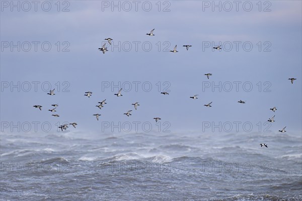 Greater scaup (Aythya marila) and Common Goldeneye (Bucephala clangula), small flock in flight over turbulent sea, Laanemaa, Estonia, Europe