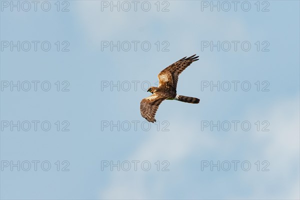 Montagu's harrier (Circus pygargus), female in flight, Extremadura, Spain, Europe