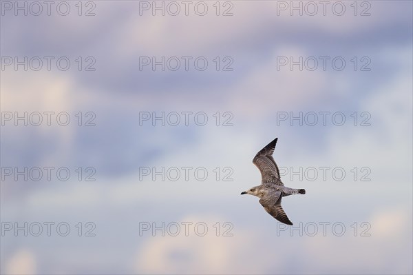 Lesser black-backed gull (Larus fuscus), juvenile bird in flight, Laanemaa, Estonia, Europe