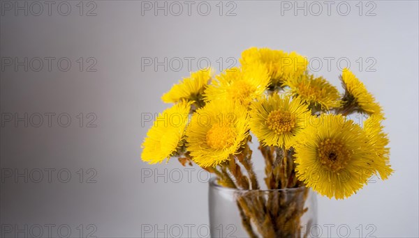 A bouquet of yellow coltsfoot flowers in a transparent glass vase against a light-coloured background, medicinal plant coltsfoot, Tussilago farfara, KI generated, AI generated