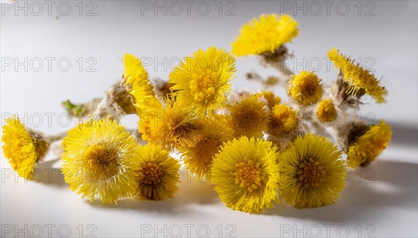 Yellow coltsfoot flowers draped on a white surface, medicinal plant coltsfoot, Tussilago farfara, KI generated, AI generated