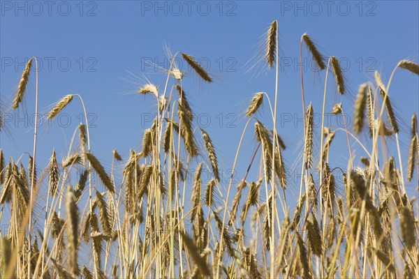 Rye ears, rye, cereal grain, East Frisia, Germany, Europe