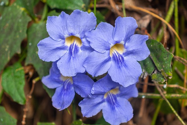 A group of blue flowers with yellow centers. The flowers are in a field of green grass. The flowers are in full bloom and are very pretty