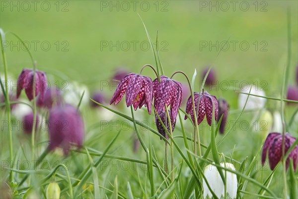 Charming chequerboard flower, spring, Germany, Europe