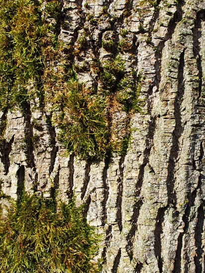 Tree trunk with moss as background, North Rhine-Westphalia, Germany, Europe