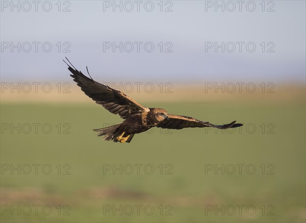 Western marsh-harrier (Circus aeruginosus), Extremadura, Castilla La Mancha, Spain, Europe