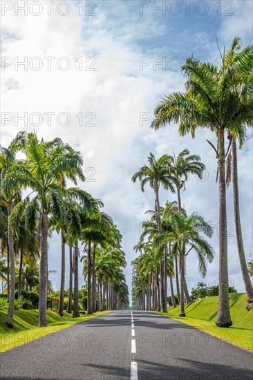 The famous palm avenue l'Allee Dumanoir. Landscape shot from the centre of the street into the avenue. Taken on a changeable day on Grand Terre, Guadeloupe, Caribbean, North America