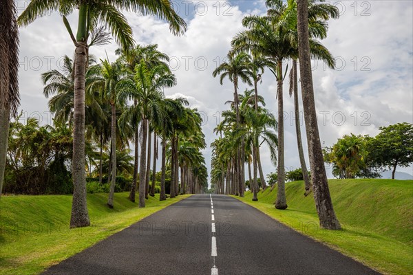 The famous palm avenue l'Allee Dumanoir. Landscape shot from the centre of the street into the avenue. Taken on a changeable day on Grand Terre, Guadeloupe, Caribbean, North America