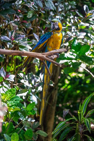 Portrait of a parrot. Beautiful shot of the animals in the forest on Guadeloupe, Caribbean, French Antilles