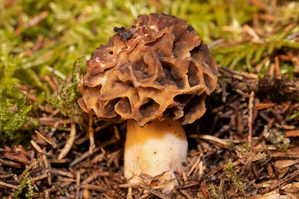 Brown honeycomb-like fruiting body in coniferous litter and green moss