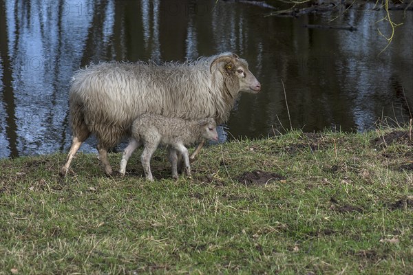 Horned moorland cuckoo (Ovis aries) with its lamb grazing on a pond, Mecklenburg-Western Pomerania, Germany, Europe