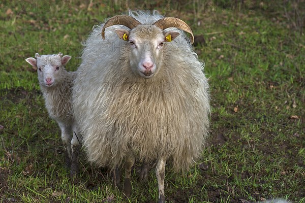 Horned moorland sheep (Ovis aries) with their lamb on the pasture, Mecklenburg-Western Pomerania, Germany, Europe