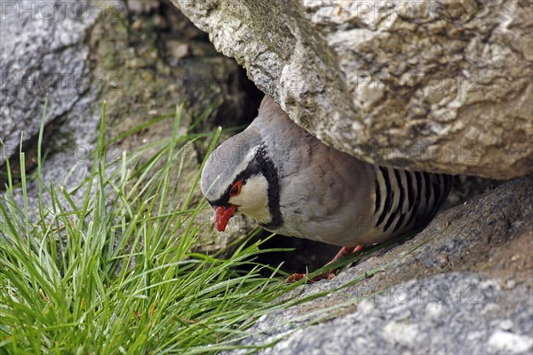 Rock partridge (Alectoris graeca), mountains